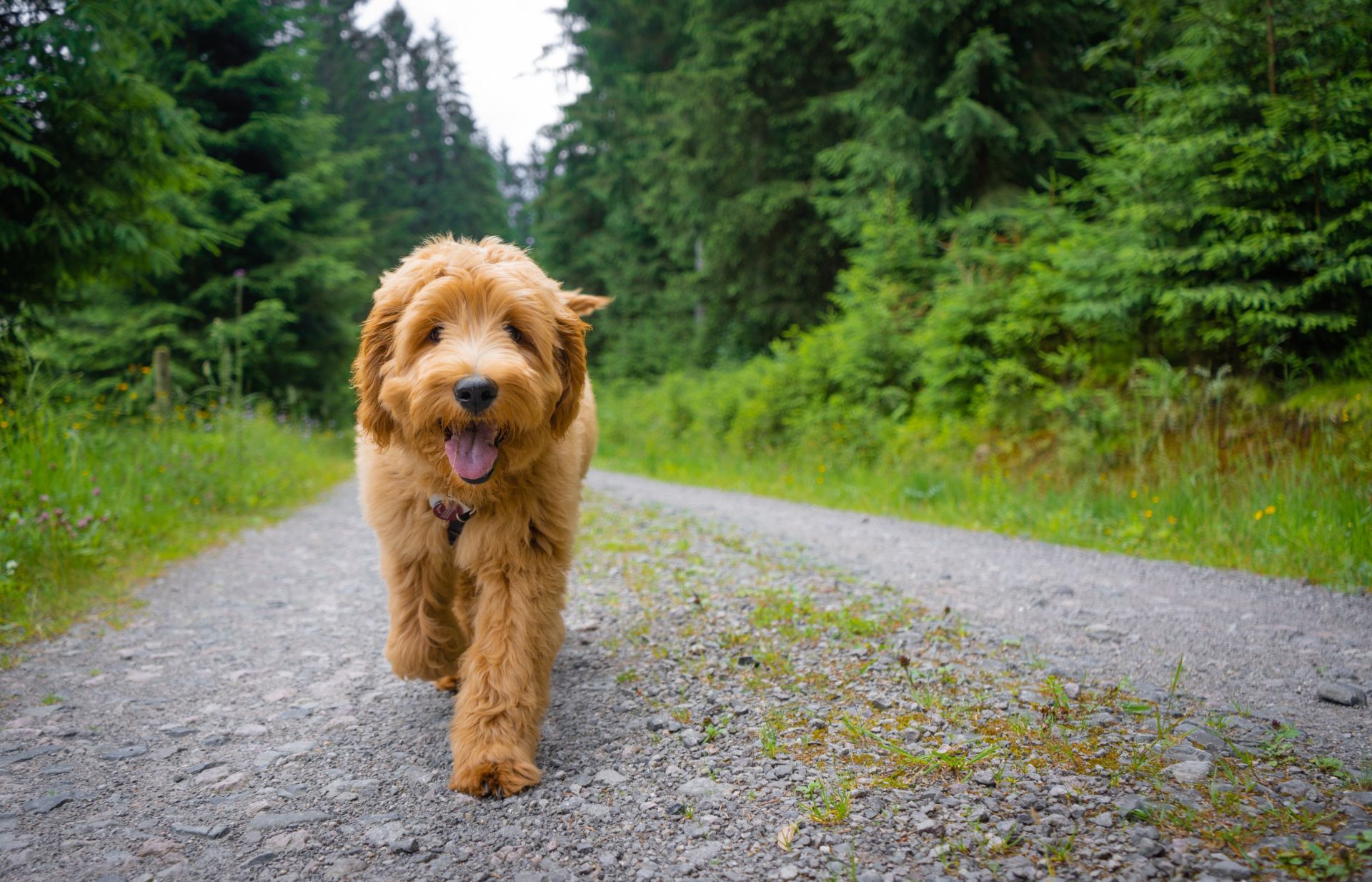 Goldendoodle Running near Trees