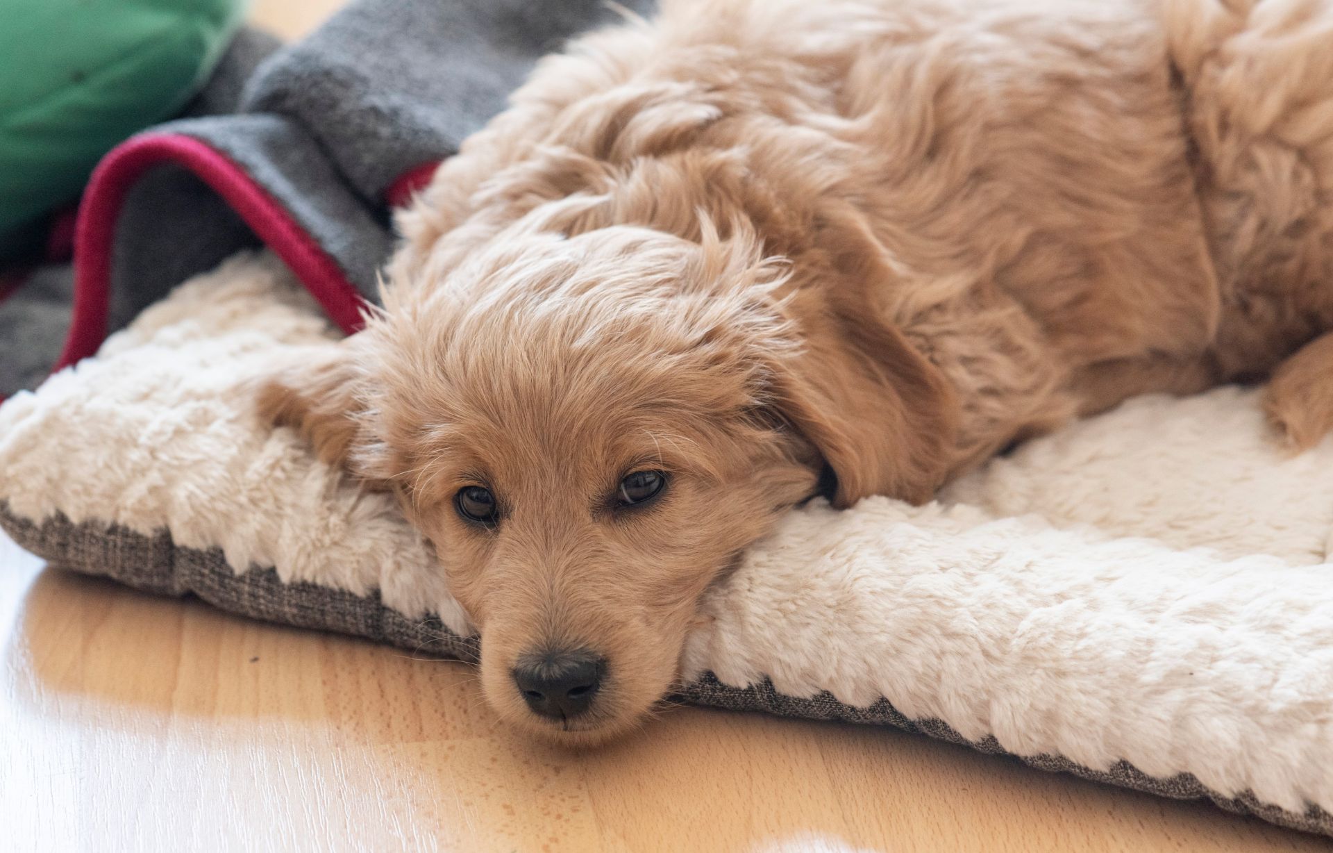 A Goldendoodle laying in a dog bed