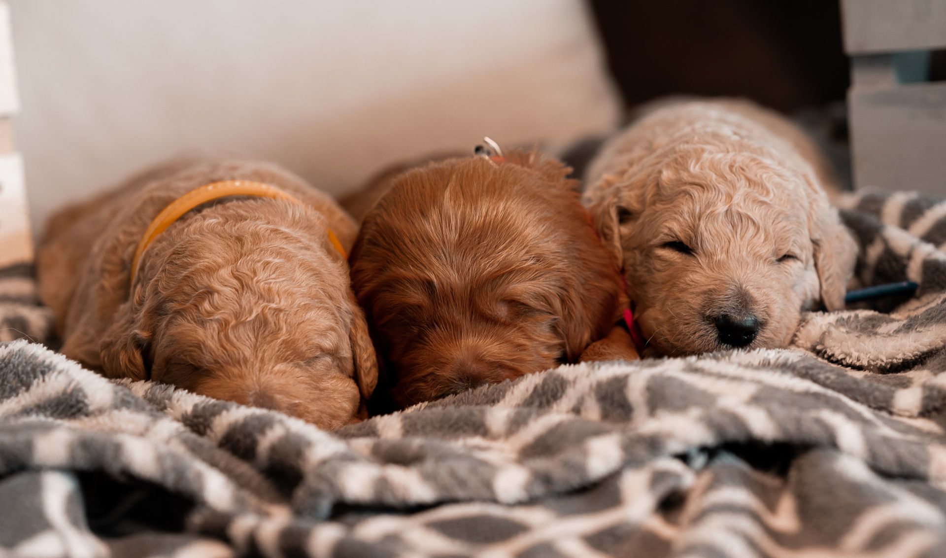 A trio of Goldendoodle puppies sleeping side by side; three shades of golden orange in color